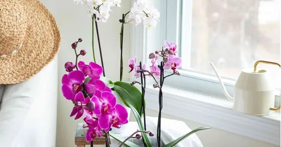 How Watering Helps In Orchid Bloom
