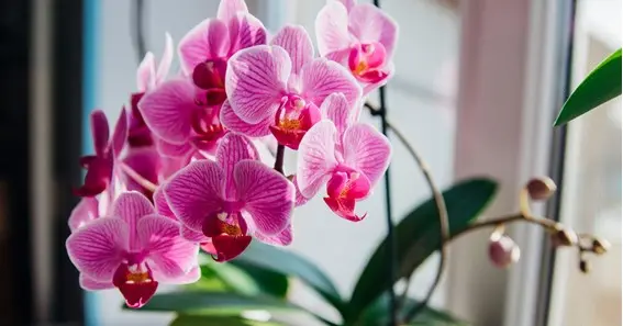 What Are The Key Factors For Ensuring Orchids Bloom Successfully
