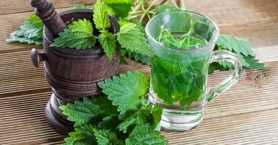 A Bitter Sweet Remedy for Respiratory Health