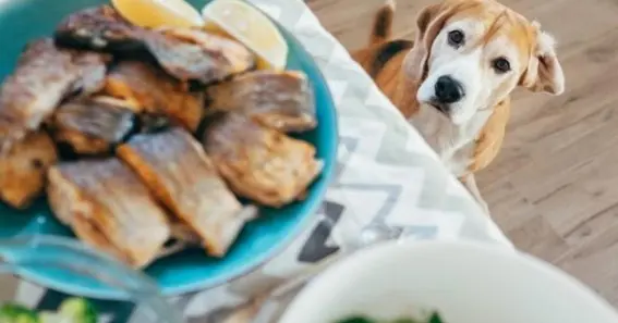 Can dogs eat canned tuna