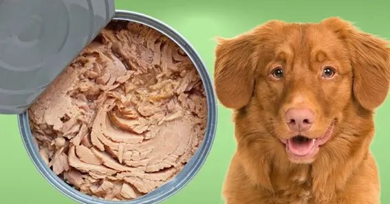 Nutritional Benefits of Canned Tuna for Dogs