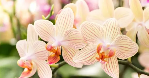 Orchids in Bloom
