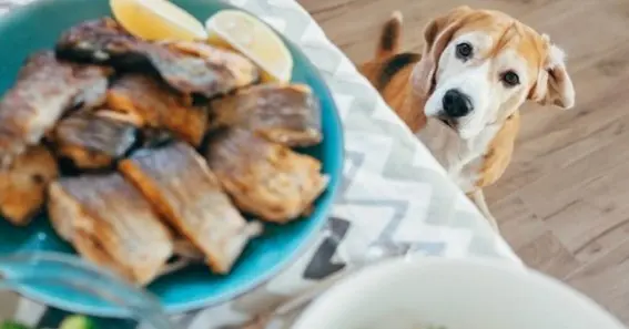 Potential Dangers of Feeding Canned Tuna to Dogs