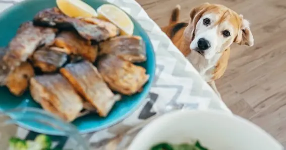 Top Ways to Feed Your Dog Tuna