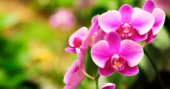How many times do orchids bloom