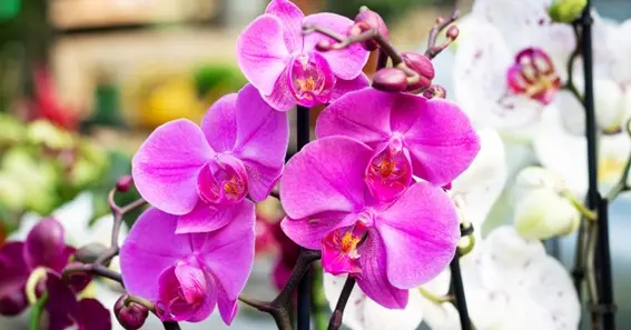 how many times do orchids bloom