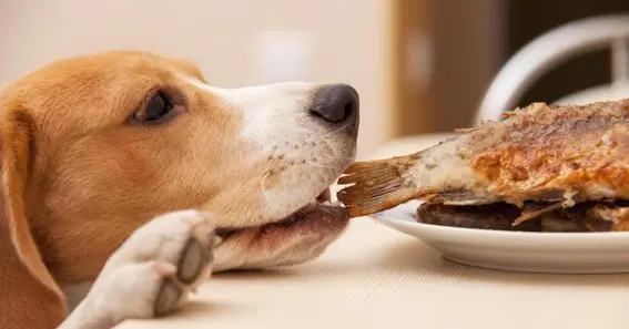 Information about Can Dogs Eat Tuna