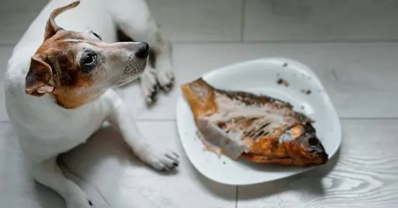 Why Raw Tuna Isn't Safe for Dogs